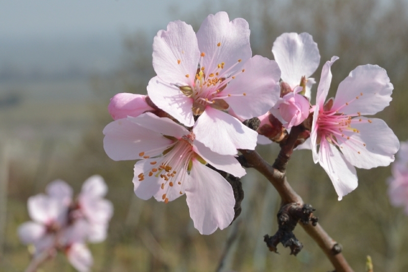 Mandelblütenfest 2014