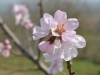 image009